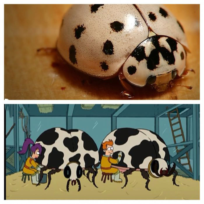 albino lady bug, totallylookslike, futurama, buggalo