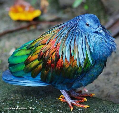 nicobar pigeon, colorful bird of paradise