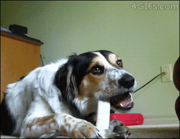 dog chewing on bone just doesn't give a fuck, gif, kitten attack