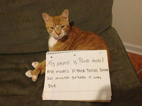 the 27 naughtiest cats in the world, lol, signs, scumbag felines