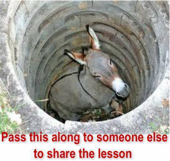 the donkey that taught us a lesson about life