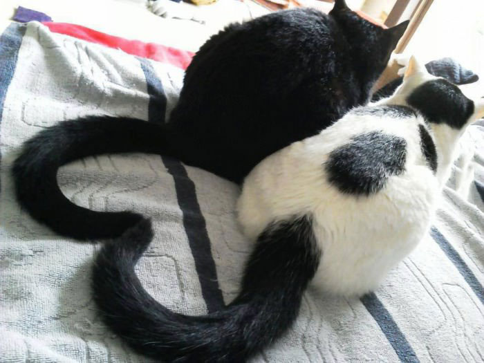 two cats sitting with their tails forming a heart