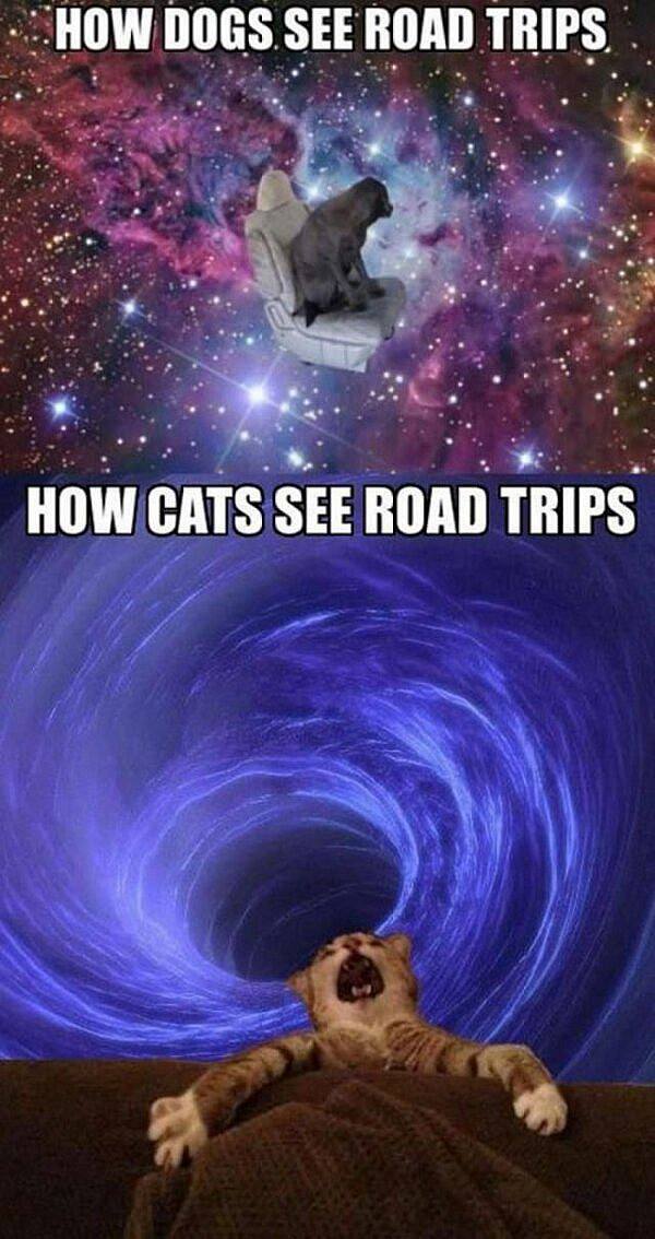 how dogs see road trip, how cats see road trips