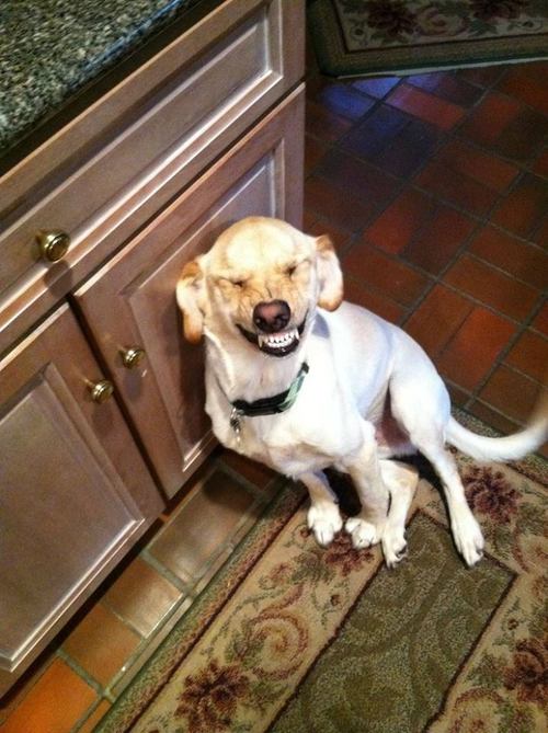 a dog's creepy smile
