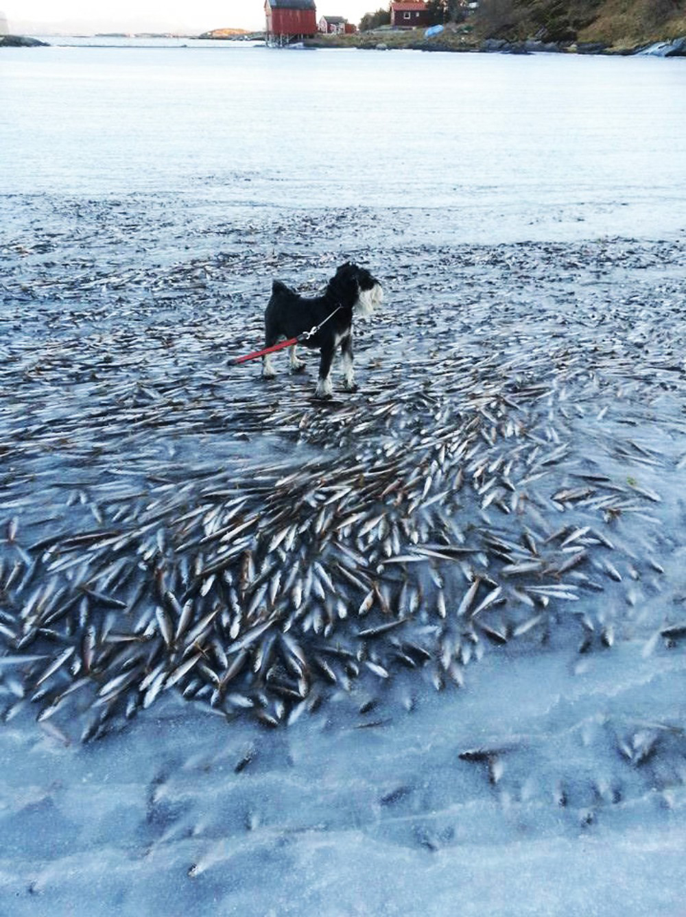 the sea froze so fast that it killed thousands of fish instantly, herrings, dog, ice