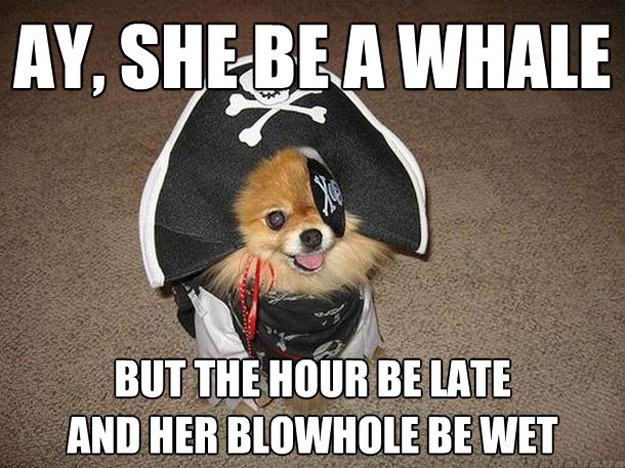 ay she be a whlale but the hour be late and her blowhole be wet, meme, dog