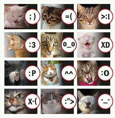cats and their emoticon equivalents