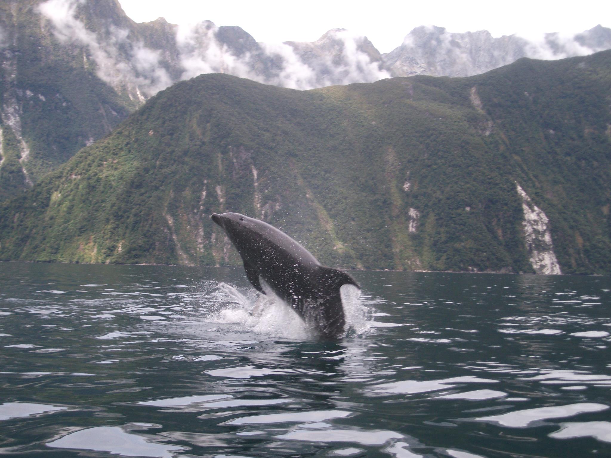 i was trying to take a picture of some mountains when..., dolphin, timing