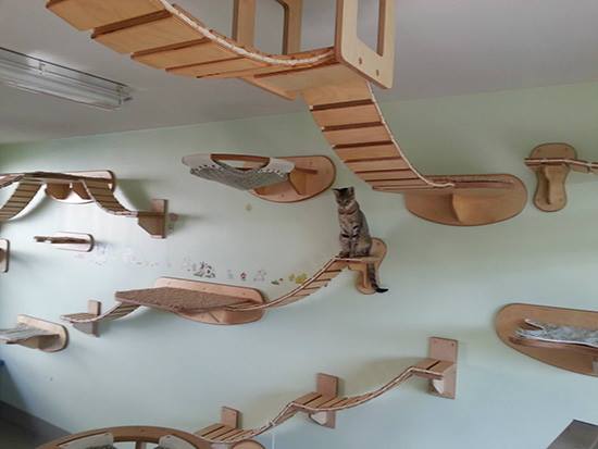 wall and ceiling cat furniture