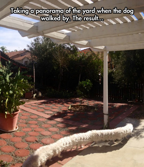 taking a panorama of the yard when the dog walked by, wtf