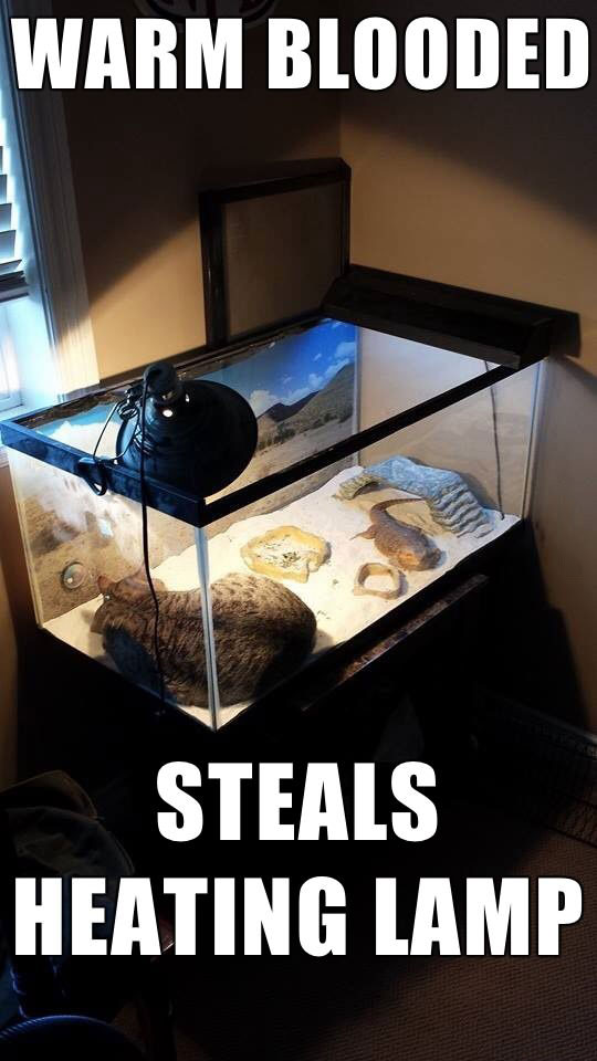 scumbag cat, warm blooded steals heating lamp, meme