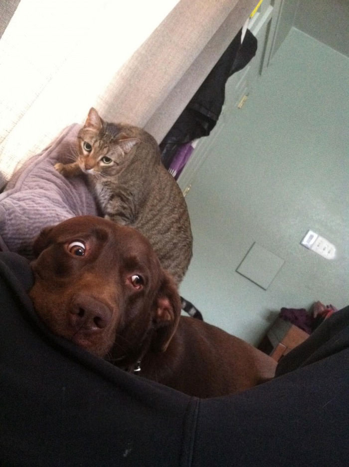 cat, dog, he is right behind me isn't he?
