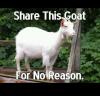 share this goat for no reason