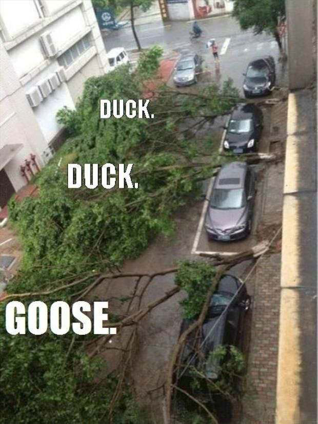 duck duck goose, fallen trees, cars