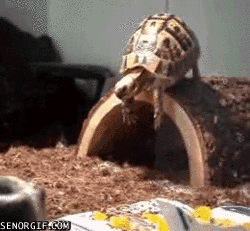 turtle jumps off fake log, fail, gif, lol