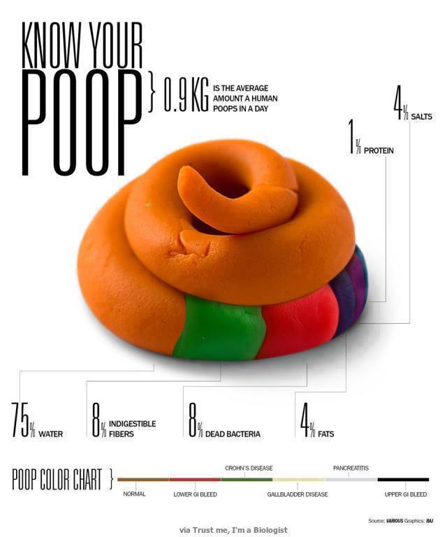 know your poop, info graphic, dyk