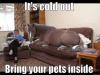 it's cold out bring your pets inside, meme, horse on a couch