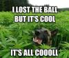 i lost the ball but it's cool, it's all cool, dog in marijuana field, meme