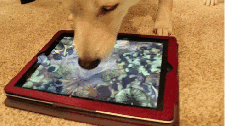 trolling the dog app, water, ipad, lol, gif