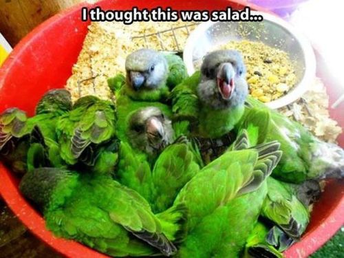birds, totallylookslike, salad