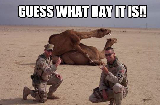 guess what day it is, meme, camel sex