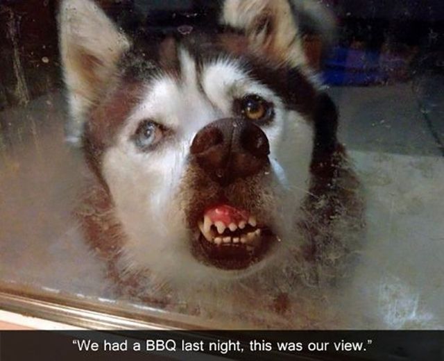 husky pressing nose up against window, bbq, story