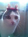 cat with hair band on ears, cute, totallylookslike a rabbit