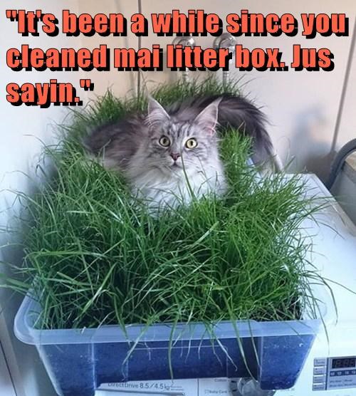 it's been a while since you've cleaned my litter box, cat, meme