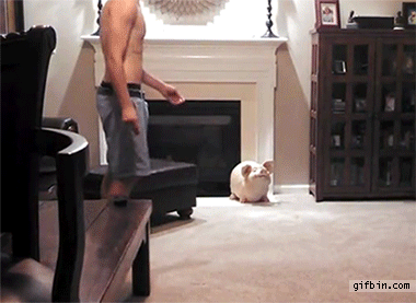 kitten bounces off guy attempting dance move, gif