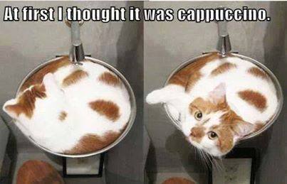 at first i thought it was a cappuccino