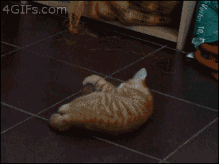 kitten freaks out during play, lol, gif