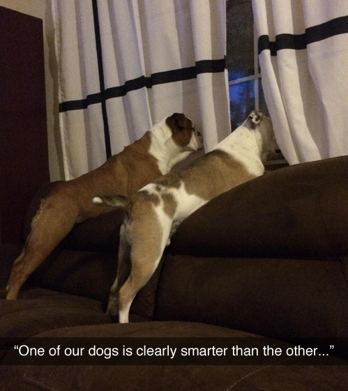 one of our dogs is clearly smarter than the other, lol