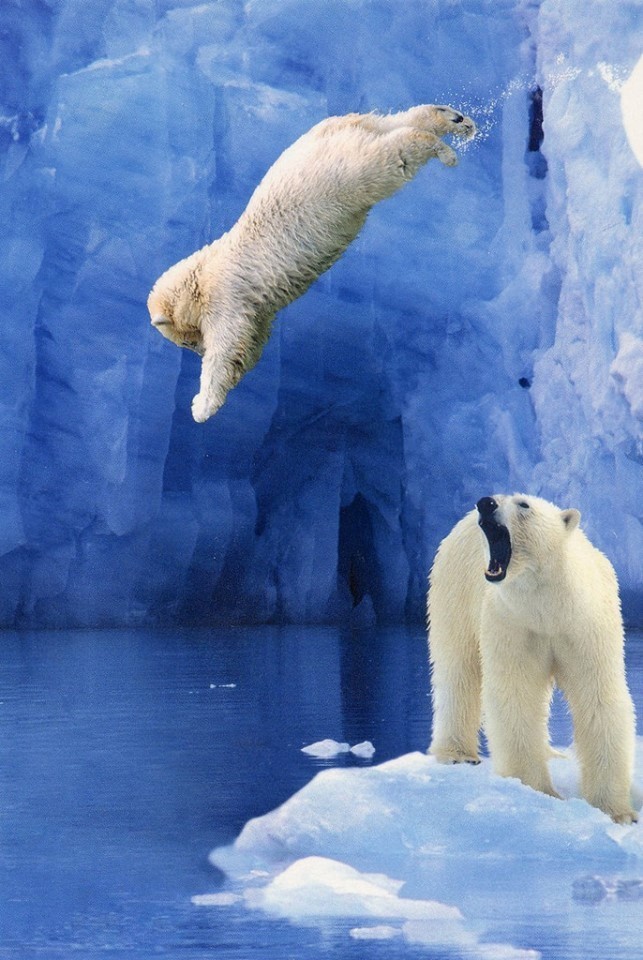 polar bear dives while mother watches on