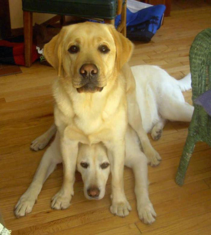 dog sitting on another dog