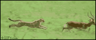 antelope fail, chase ends badly for prey, lol, gif, stopped cold by a tree