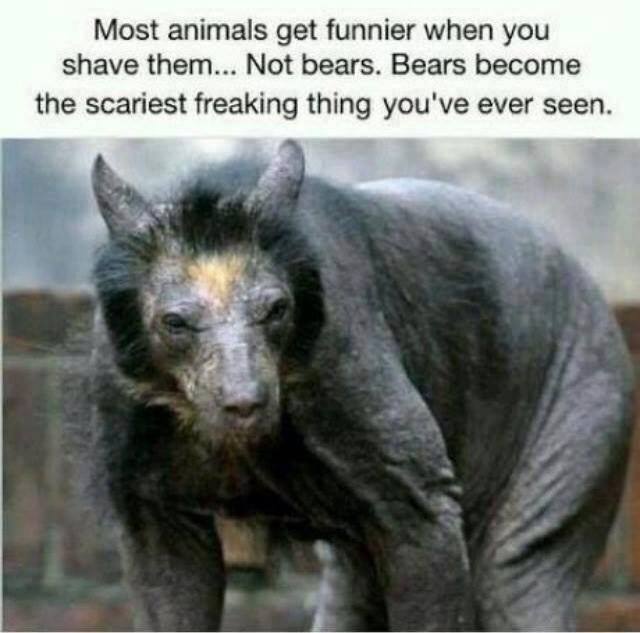 most animals get funnier when you shave them, bears become the scariest freaking thing you've ever seen