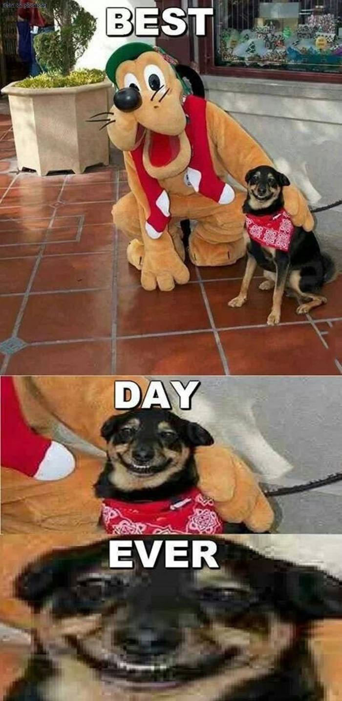 best day ever, smiling dog