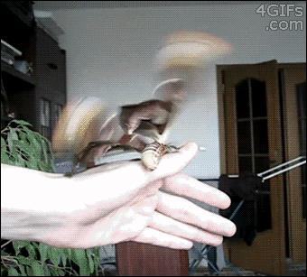 giant atlas moth, insect, gif