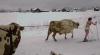 meanwhile in russia, girl in bathing suit skiing behind cow, lol, wtf, gif