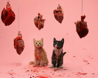kittens and heart for valentine's day, meat, blood