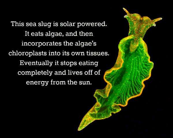 solar powered sea slug