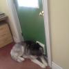 dog with head out the pet door, lol