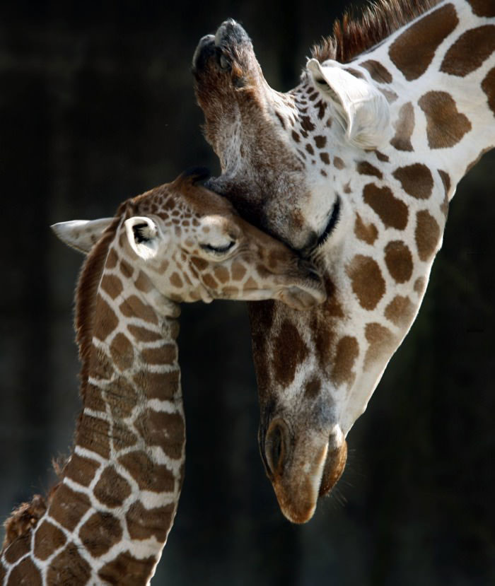 baby giraffe and mother, animals, cute