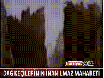 goats jumping 160 feet off a cliff
