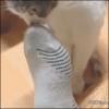 cat makes funny face after sniffing sock, gif, lol