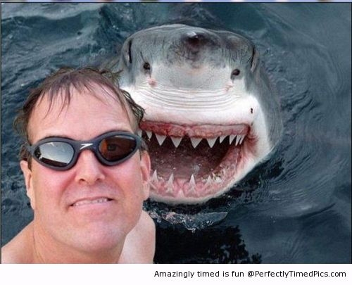 shark photobomb, timing