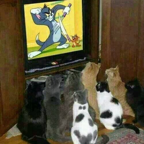 tom and jerry being watched by cats