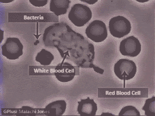 white blood cell chasing virus, gif