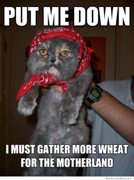 put me down i must gather more wheat for the motherland, meme, cat