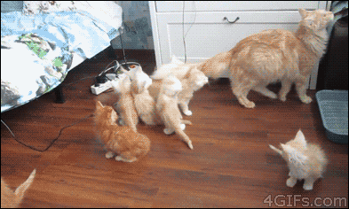 mother cat fail jumps, kittens scatter, gif